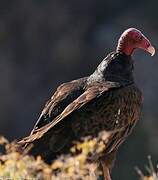 Turkey Vulture