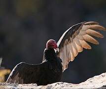 Turkey Vulture