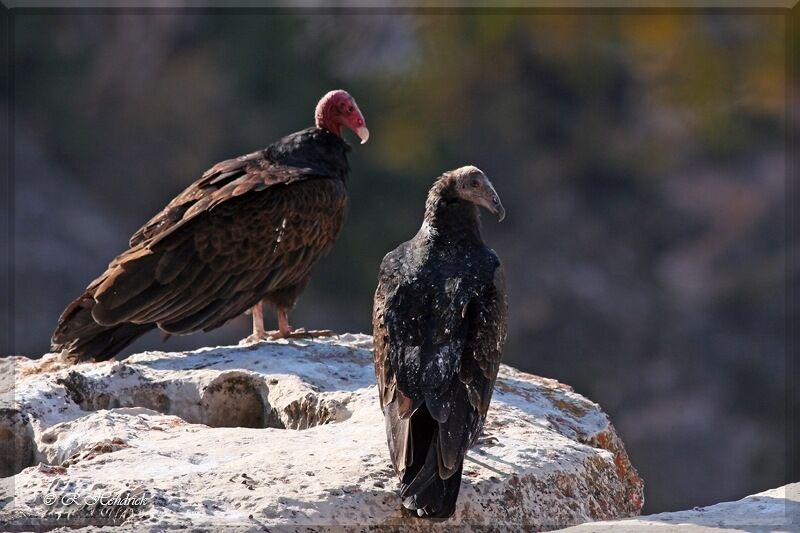 Urubu à tête rouge