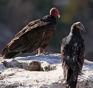 Turkey Vulture