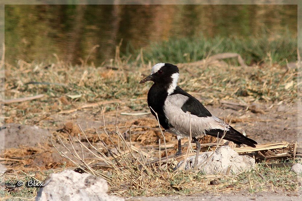 Blacksmith Lapwing