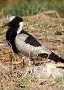 Blacksmith Lapwing