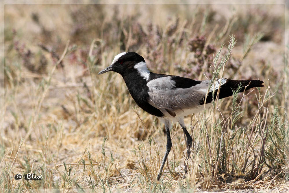 Blacksmith Lapwing