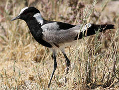 Blacksmith Lapwing