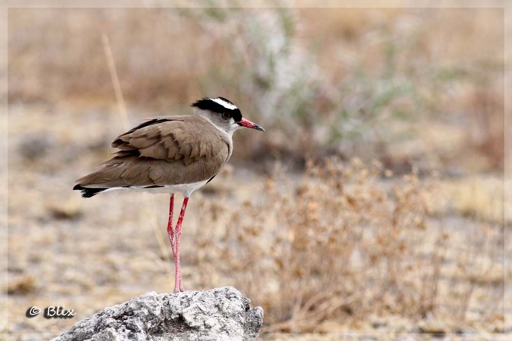 Crowned Lapwing