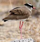 Crowned Lapwing