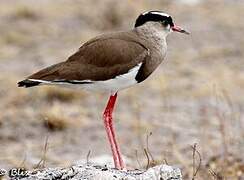 Crowned Lapwing