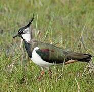 Northern Lapwing