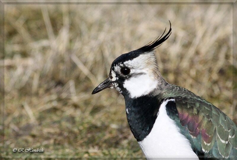 Northern Lapwing