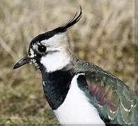 Northern Lapwing