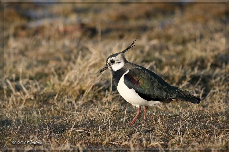 Northern Lapwing