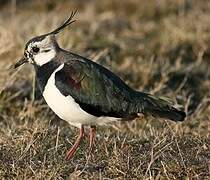 Northern Lapwing