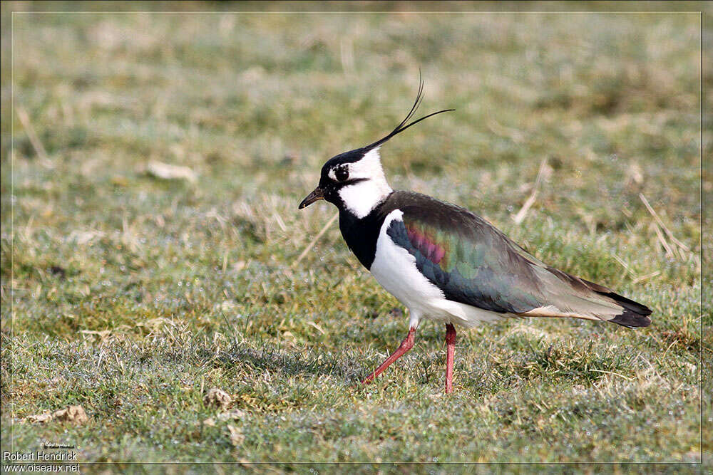 Northern Lapwing male adult breeding, identification