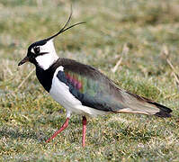 Northern Lapwing