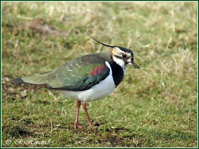 Northern Lapwing