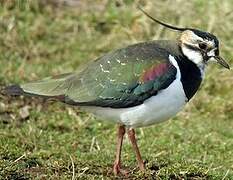 Northern Lapwing