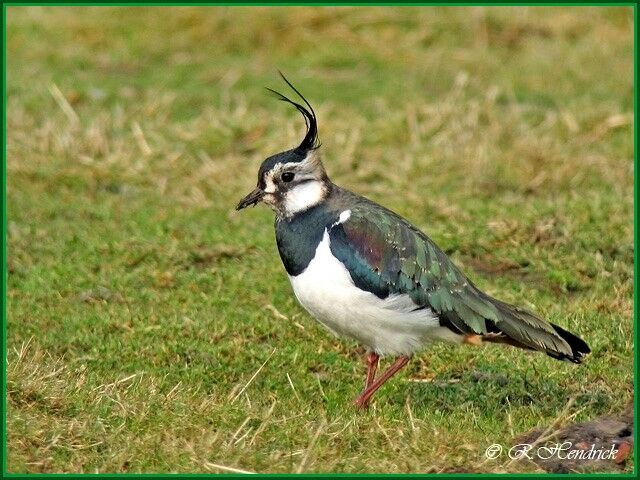 Northern Lapwing