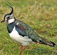 Northern Lapwing