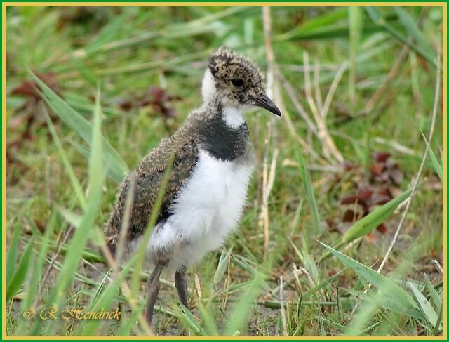 Northern Lapwing