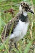 Northern Lapwing