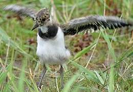 Northern Lapwing