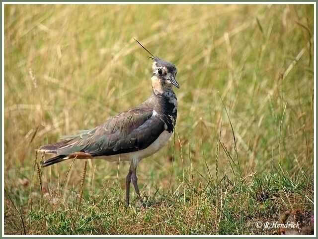 Northern Lapwing