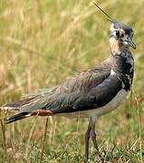 Northern Lapwing