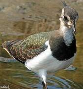 Northern Lapwing