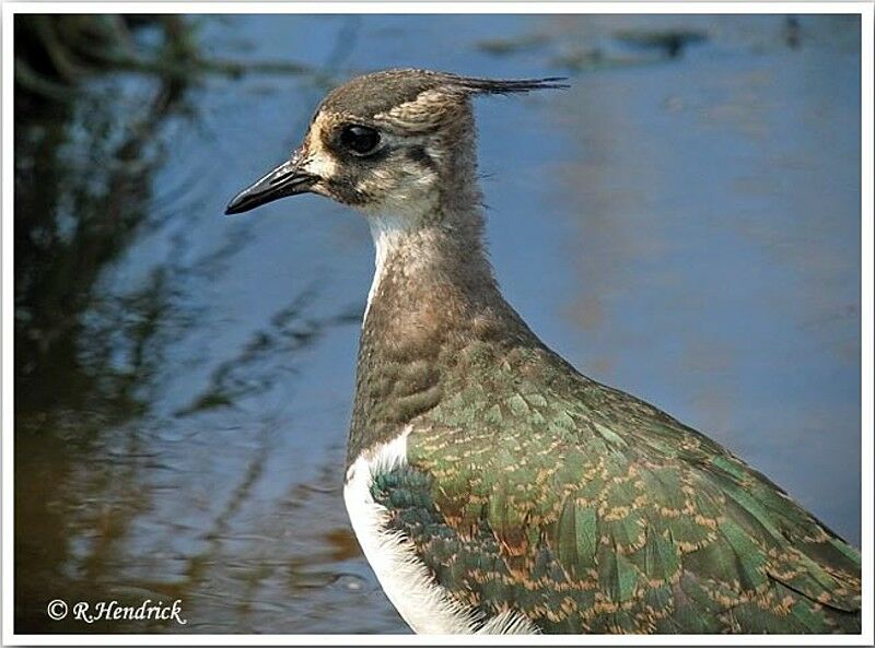 Northern Lapwing