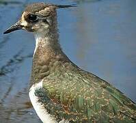 Northern Lapwing