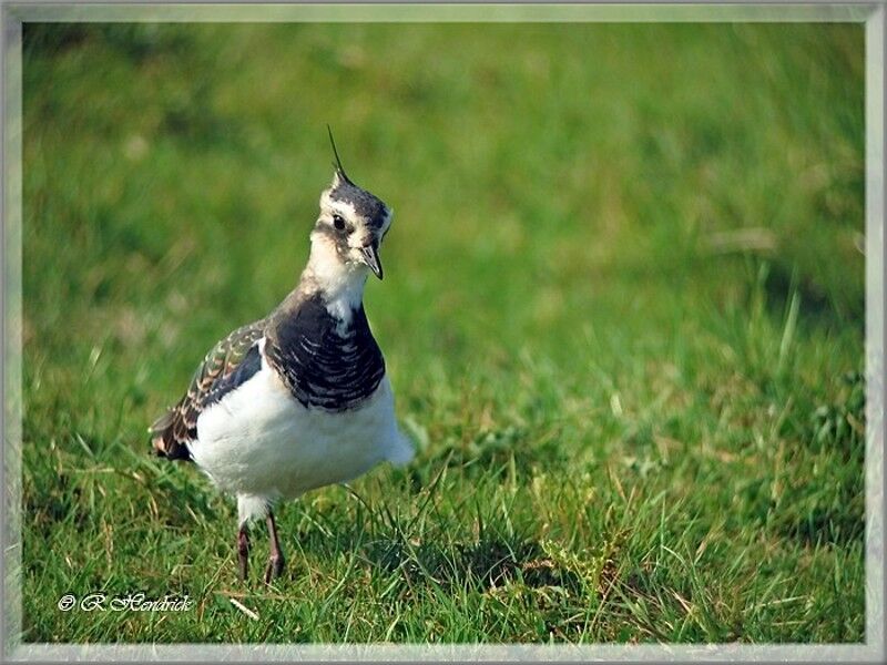 Northern Lapwing