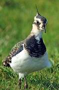 Northern Lapwing