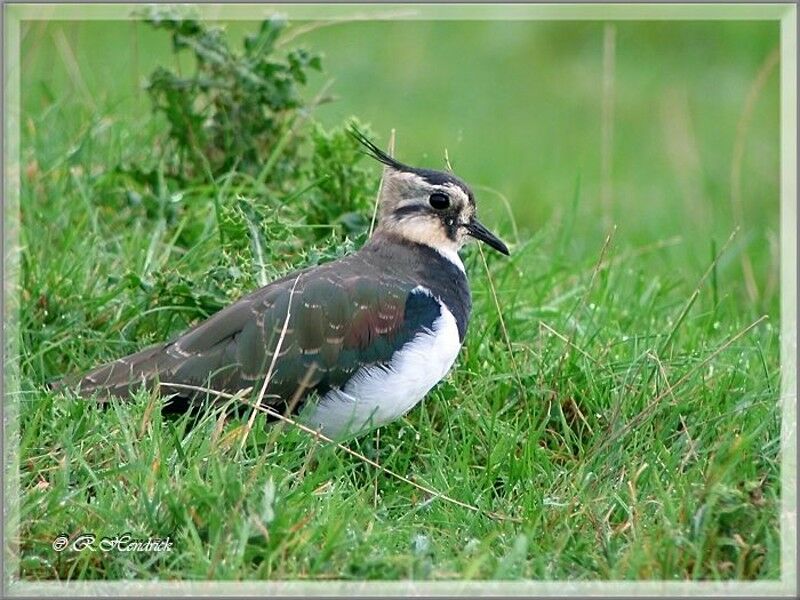 Northern Lapwing