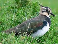 Northern Lapwing