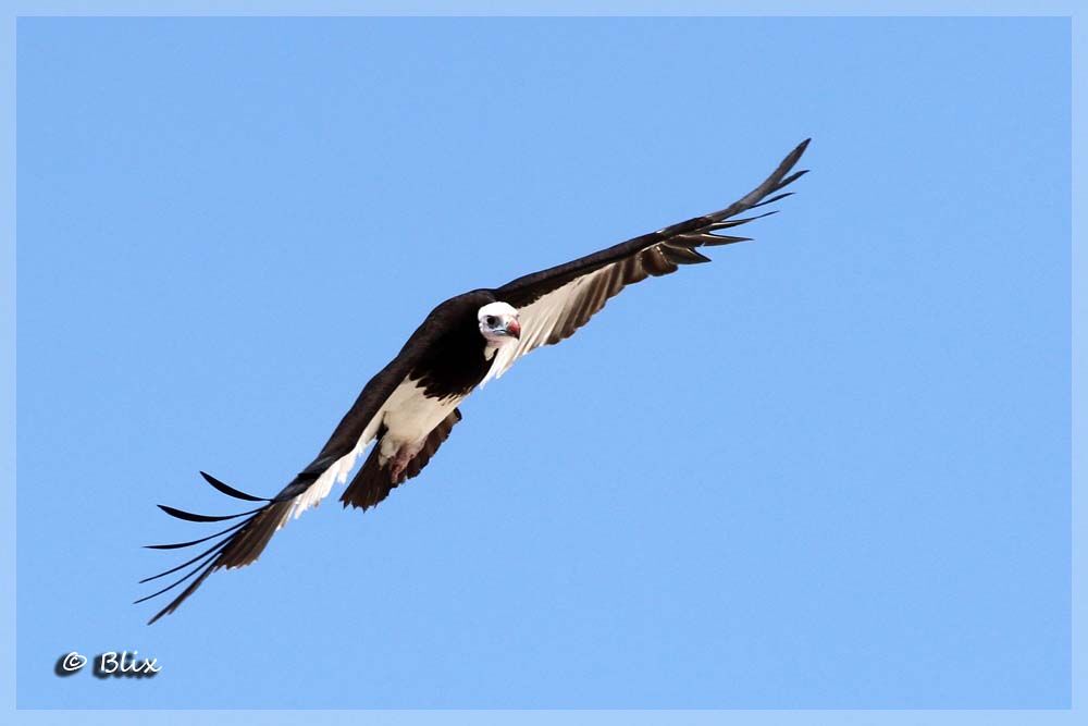 White-headed Vulture