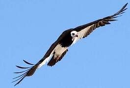 White-headed Vulture