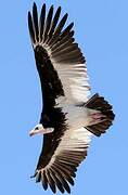 White-headed Vulture