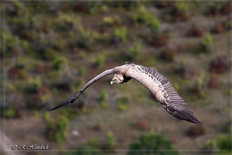 Vautour fauve