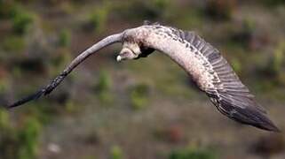 Griffon Vulture