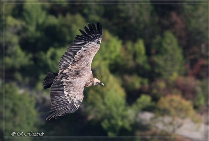 Vautour fauve