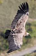 Griffon Vulture