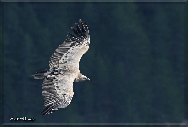 Vautour fauve