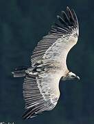 Griffon Vulture