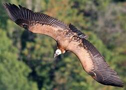 Griffon Vulture