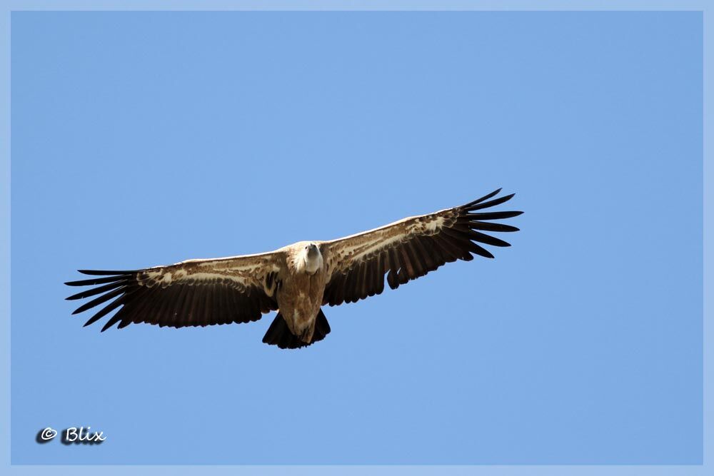 Griffon Vulture