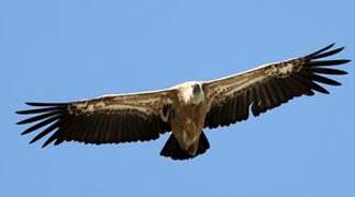 Griffon Vulture