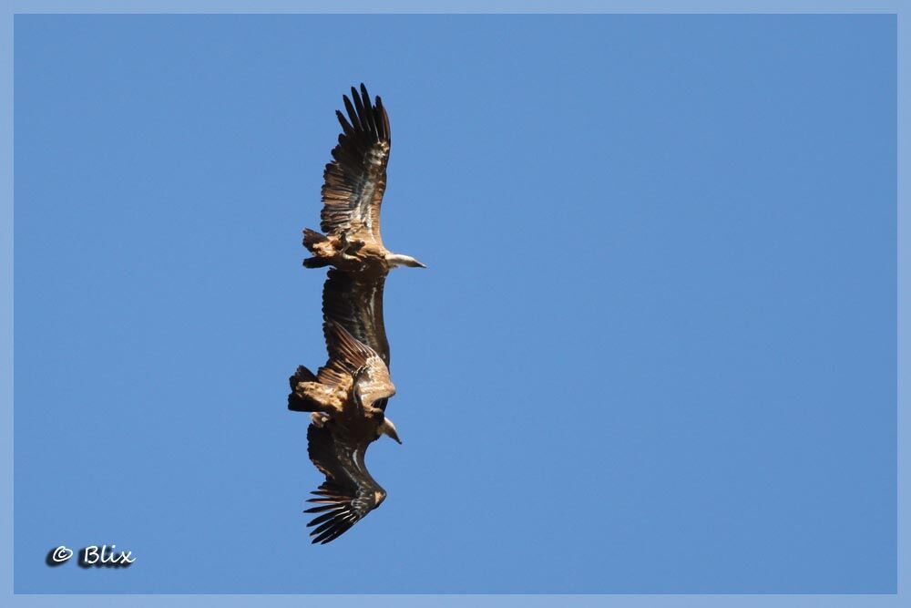 Griffon Vulture