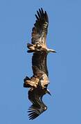 Griffon Vulture