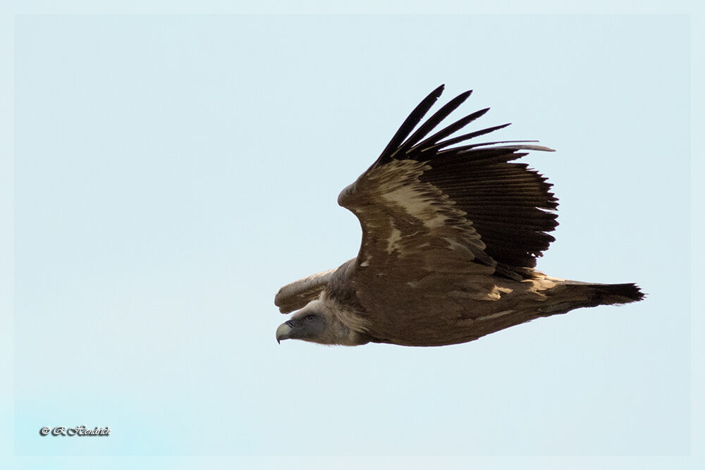 Griffon Vulture