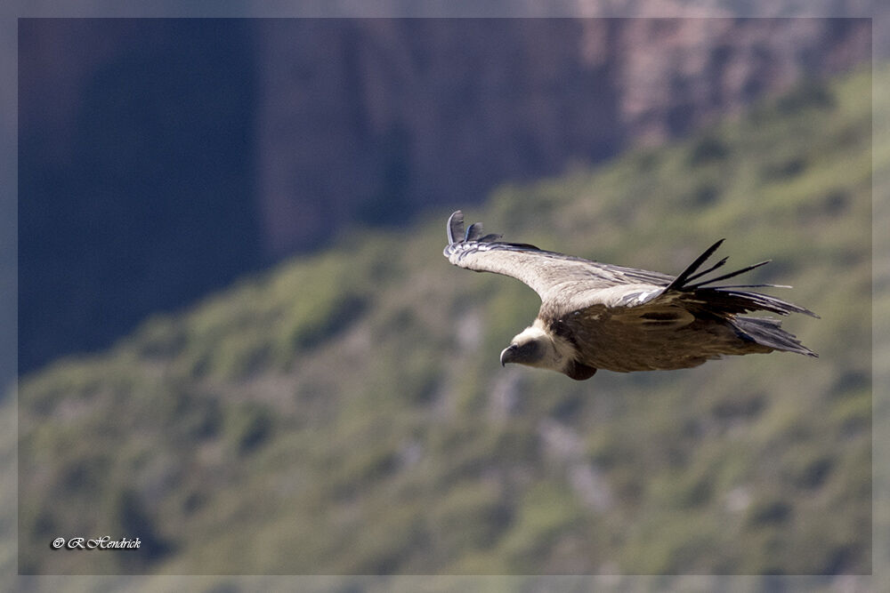 Griffon Vulture